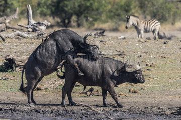 African Buffalo (Syncerus Caffer) mating on the riverbank  South Africa  Kruger national park