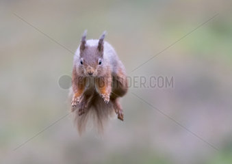 Red squirrel (Sciurus vulgaris) jumping  Scotland