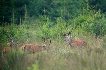 Red Deer (Cervus elaphus) males  Ardennes  Belgium