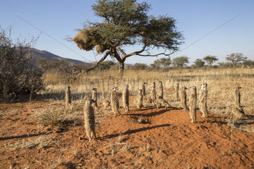 Meerkat or suricate (Suricata suricatta)  adults and youngs  Kalahari Desert  South African Republic