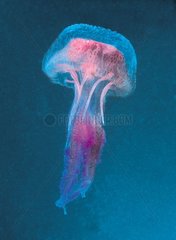 Mauve stinger jellyfish Estartit Espagne