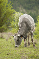 Young Gascon cow grazing in a mountain pasture in the spring. France