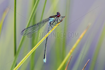 Red-eyed Damselfly (Erythromma najas) on a reed above the water in summer  Forest pond  Queen  Lorraine  France