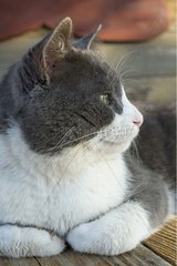 Portrait of Cat male gray and white Provence France