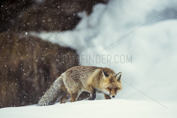Red fox (Vulpes vulpes) walking in the snow  Valsavarenche  Aosta Valley  Alps  Italy