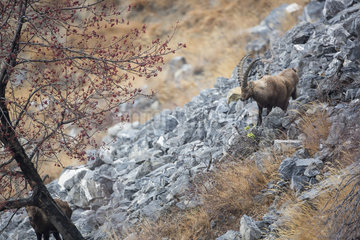 Alpine Ibex (Capra ibex) in a scree  Alps  France