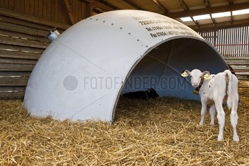 Holstein -Kälber in Ständen bis zum Schutz kreisförmig