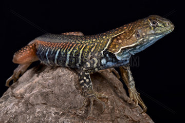 Giant butterfly agama (Leiolepis guttata) on black background