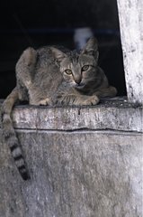 DÃ¼nne Katze legt sich auf eine Wand. Siem Reap Kambodscha