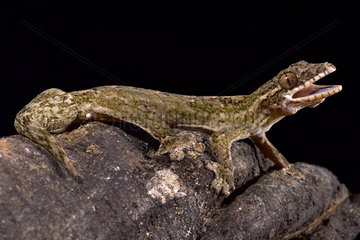 Giant turnip-tailed gecko  Thecadactylus rapicauda