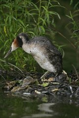 Great Crested Grebe at nest United-Kingdom