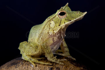 Solomon Island Leaf Frog (Ceratobatrachus guentheri) on black background