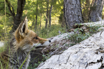 Portrait of Red Fox (Vulpes vulpes) in the undergrowth  Cazorla Natural Park  Andalusia  Spain