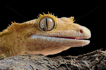 Eyelash gecko (Corellophus ciliatus) on black background.