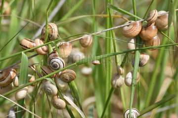Striped snails (Cernuella sp)  Portugal