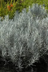 Helichrysum 'Korma'