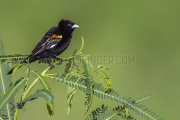 White winged Widowbird (Euplectes albonotatus) on a branch  Kruger National park  South Africa
