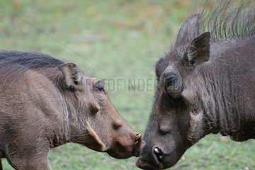 Warthog (Phacochoerus africanus) male and female face to face  Botswana