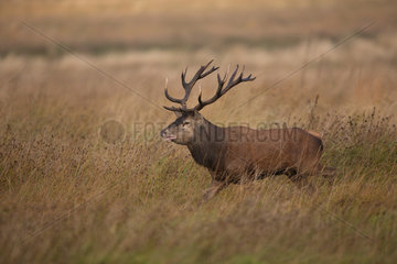 Red Deer (Cervus elaphus) male bellowing in tall grass  Ardennes  Belgium
