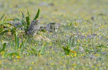 Little owl watching for around Spain