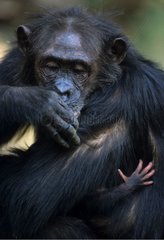 Neugeborener Eastern Common Chimpanze Gombe NP Tansania