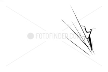 Silhouette of Praying Mantis (Mantis religiosa) on a stalk on white background