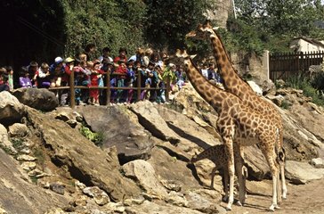 Menschen  die Giraffen in einem zoologischen Garten Frankreich betrachten