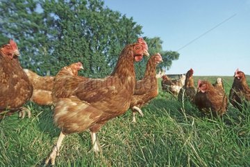 Hühner in Freiheit auf Graskurs legen