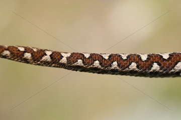 Nose-horned viper (Vipera ammodytes) tail  Bulgaria