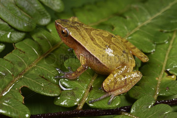 Malagasy Climbing Rain Frog (Plethodontohyla mihanika)  Andasibe  Perinet  Alaotra-Mangoro Region  Madagascar