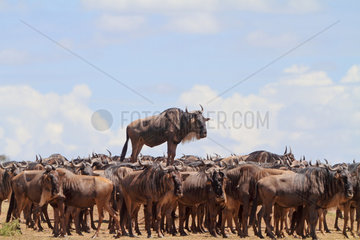 Blue wildebeest (Connochaetes taurinus) standing on a mound  Masai Mara  Kenya