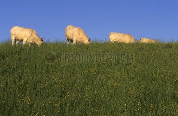 Groupe de vaches au pré dans le Jura France