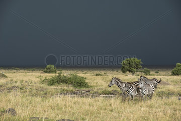 Grant's Zebras (Equus burchelli granti)  group and thunderstorm  Masai-Mara National Reserve  Kenya