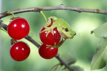 Tree frog on a red Currant berry France