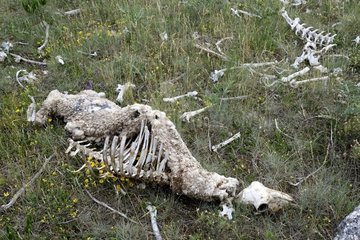 Dead sheep carcass eaten by vultures  Cevennes  France