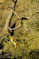 Black-backed jackal (Canis mesomelas) in the Kalahari desert  Kgalagadi  South Africa