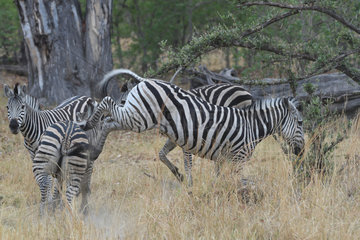 Chapman's zebra (Equus quagga chapmani) kicking  Botswana