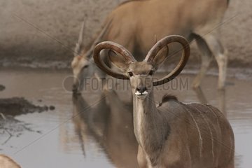 Greater Kudu mit Hornkurven -Nationalpark von Etosha Namibia
