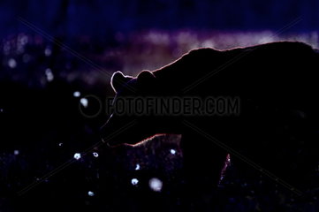 Brown Bear (Ursus arctos) backlit at dusk  Finland