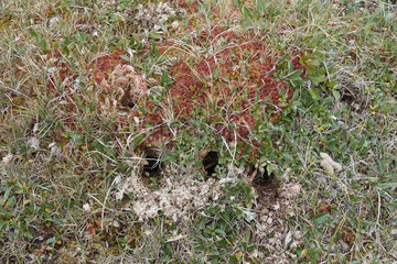 Ungava collared lemming or Labrador collared lemming (Dicrostonyx hudsonius) burrow  Nunavik  Quebec  Canada