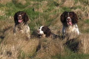 Three Brittany spaniels in the grass GB