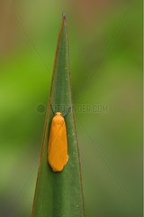 Orange Footman Moth at rest on leaf Spain