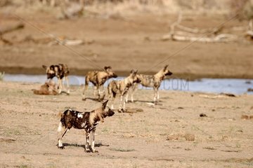 Group of African wild dogs South Africa