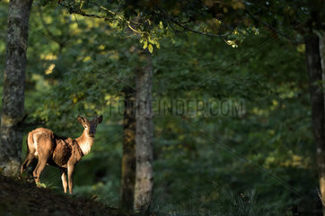 Red Deer (Cervus elaphus) young male in undergrowth  Boutissaint Forest  Burgundy  France