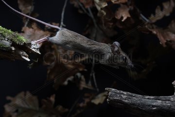 Long-tailed field mouse jumping