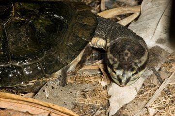 Geoffroy's Side-necked Turtle on ground Brazil