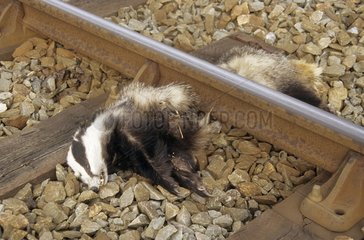 Badger death on a railway France