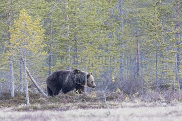 Brown bear (Ursus arctos) walking in clearing  Finland