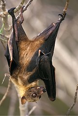 Fruit Bat hanged from a branch Indonesia