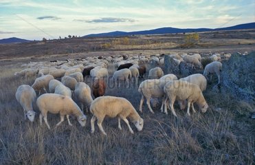 Herd of sheep in the Culebra Sierra in Spain